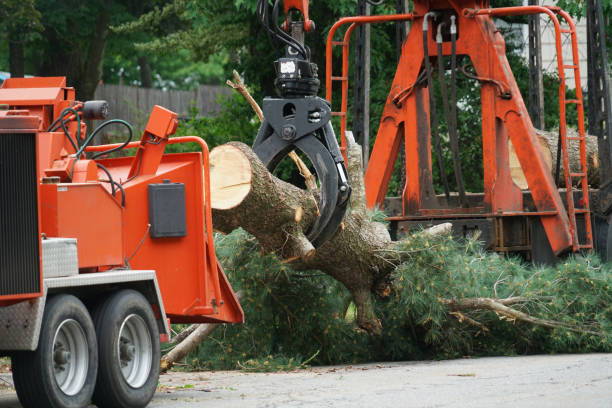 Tree and Shrub Care in Red Bay, AL