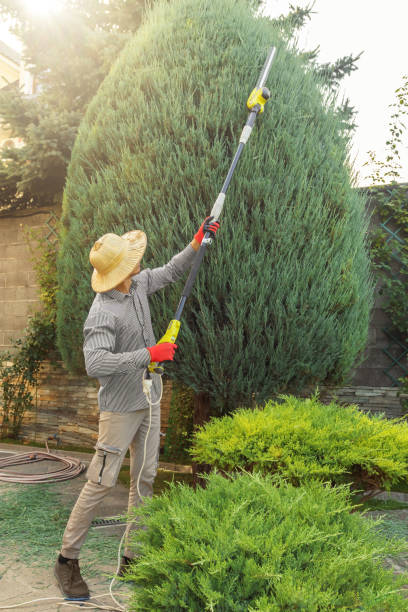 Red Bay, AL Tree Removal Company